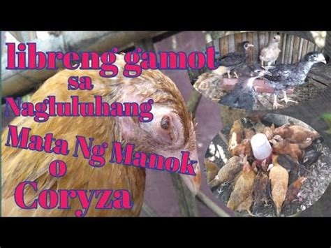 Libreng gamot sa nagluluhang mata ng Manok o coryza/kaber .